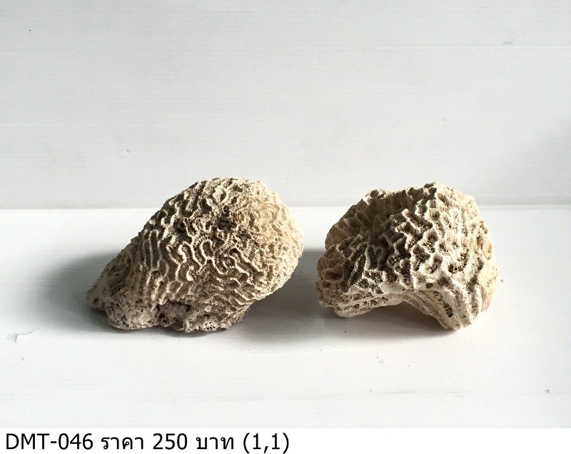 珊瑚化石