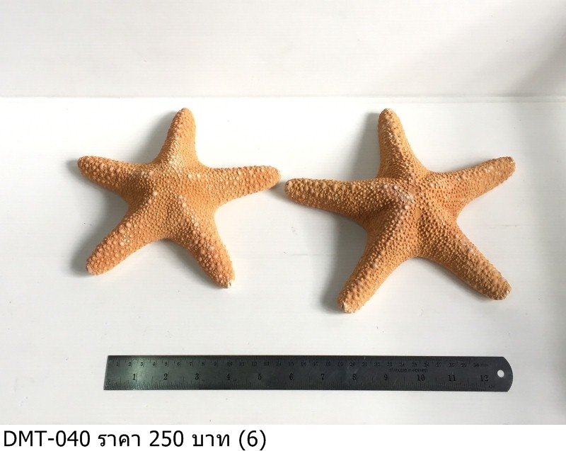 海星