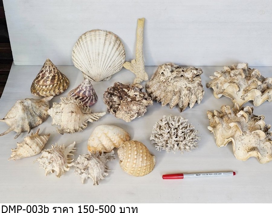 贝壳和珊瑚