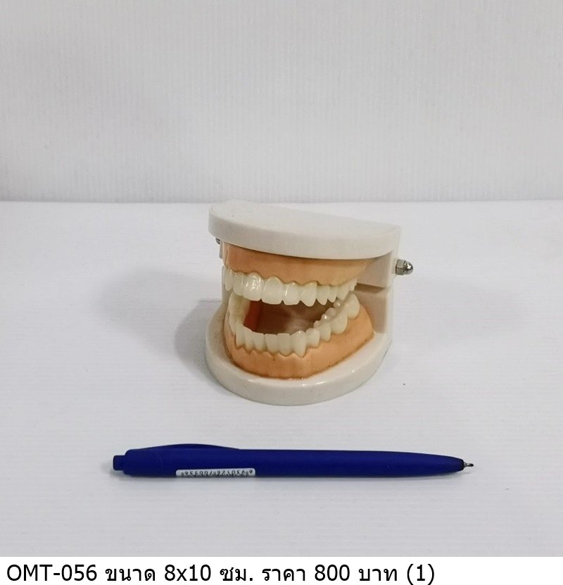 牙科模型