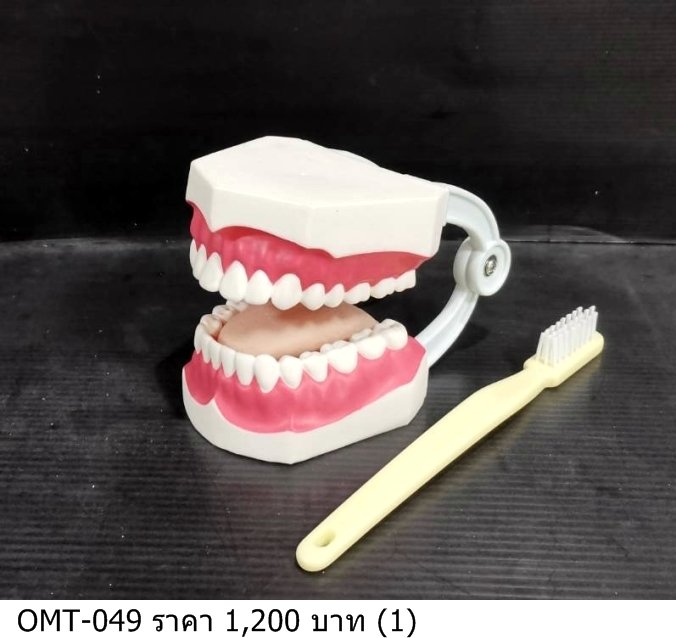 牙科模型