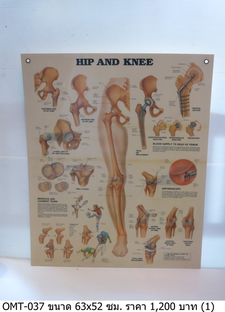 髋关节和膝关节解剖图