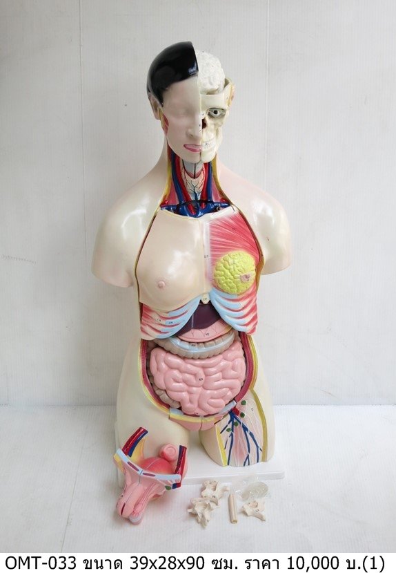 人体解剖模型