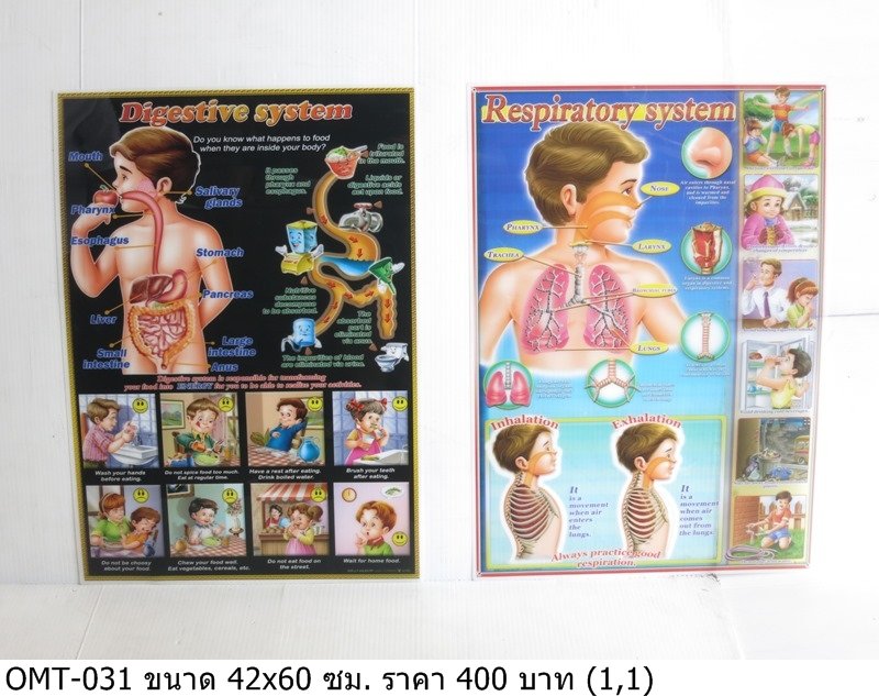 消化系统和呼吸系统教育海报