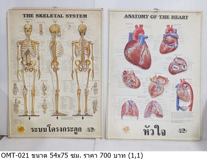人体骨骼系统解剖图