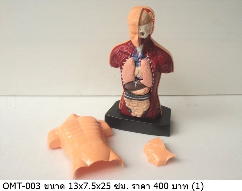 人体解剖模型