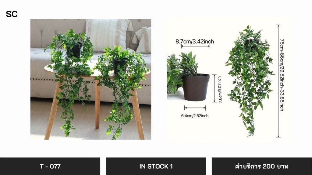 垂吊植物